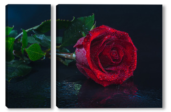 Модульная картина "красная роза на черном фоне".