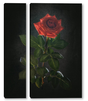 Модульная картина Роскошная алая роза на черном фоне