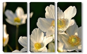  Белый цветок