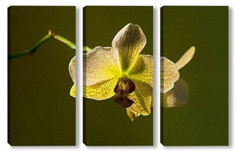  белые орхидеи