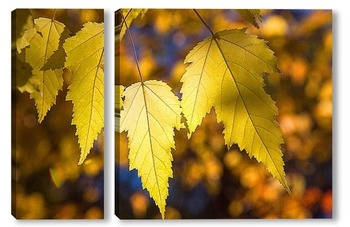  Яркие, осенние листья клёна