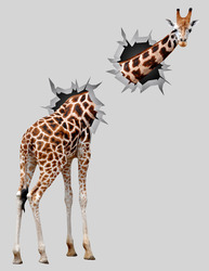    Жираф смотрит сквозь стену