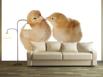 Фотообои Маленькие цыплята общаются между собой